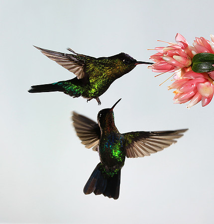 Fiery throated humming bird