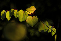 Autumn in my garden