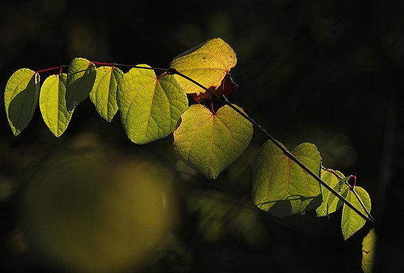 Autumn in my garden