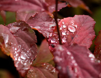 Raindrops
