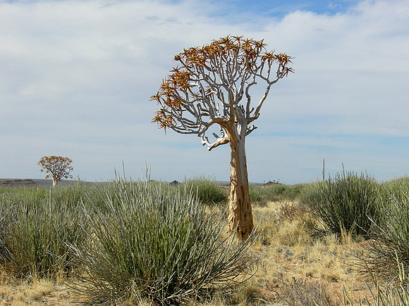 Near Fish River Canyon
