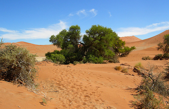 Sossusvlei - Namib desert