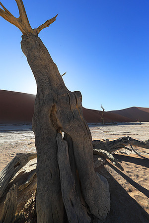 Deadvlei - Namib desert