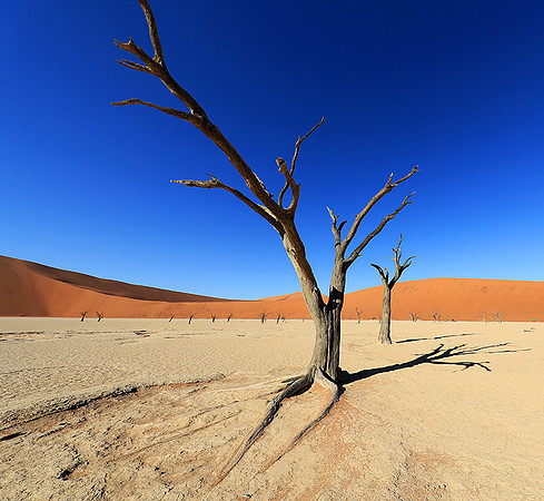 Deadvlei - Namib desert