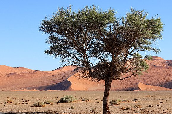 Sossusvlei - Namib desert
