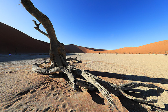 Deadvlei - Namib desert