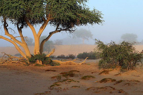 Hoanib river bed - Skeleton coast