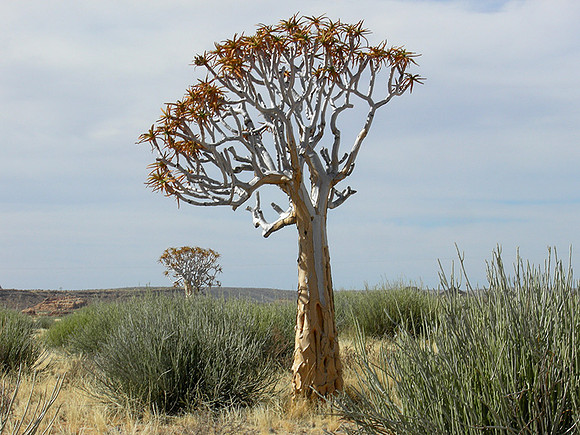 Near Fish River Canyon