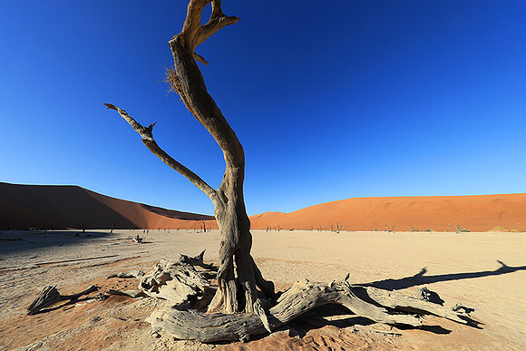 Deadvlei - Namib desert