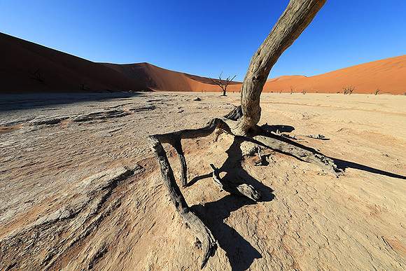 Deadvlei - Namib desert