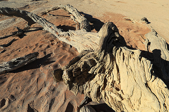 Deadvlei - Namib desert