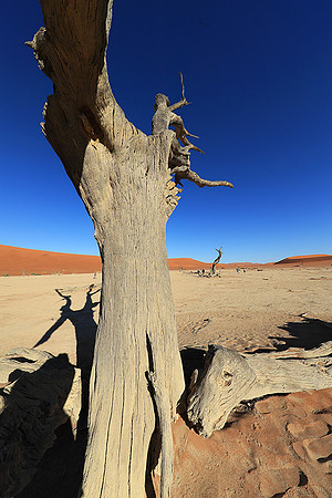Deadvlei - Namib desert