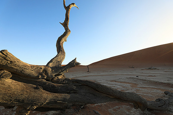 Deadvlei - Sossusvlei - Namib desert