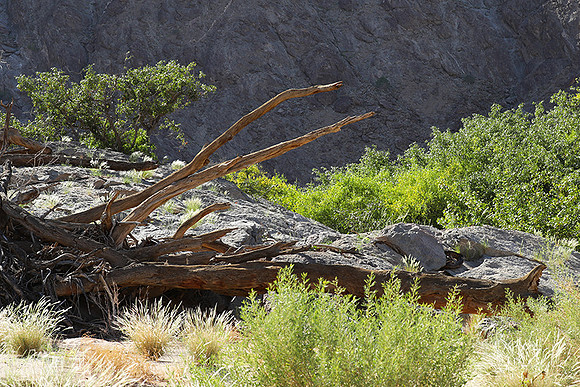 skeleton coast