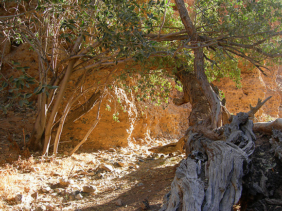 Sesriem Canyon