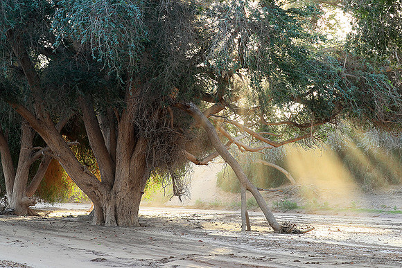 Hoanib river bed - Skeleton coast