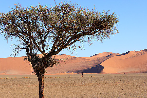 Sossusvlei - Namib desert