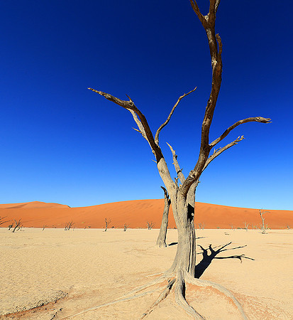 Deadvlei - Namib desert