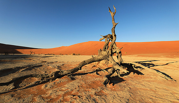 Deadvlei - Sossusvlei - Namib desert