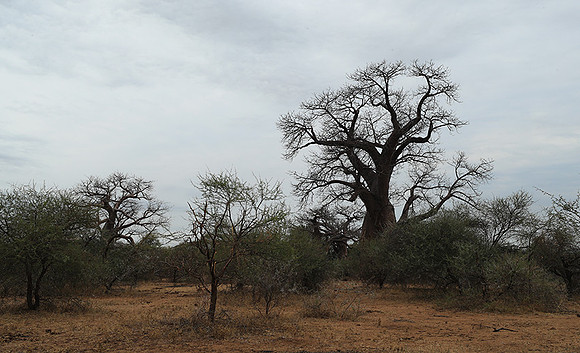 Kurger NP  - South Africa