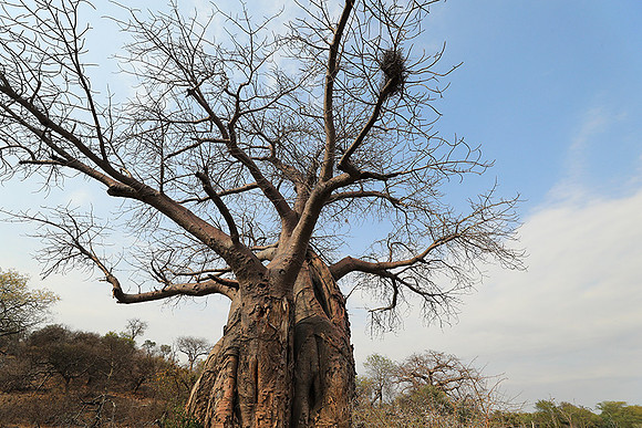 Kurger NP  - South Africa