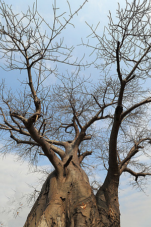 Kurger NP  - South Africa