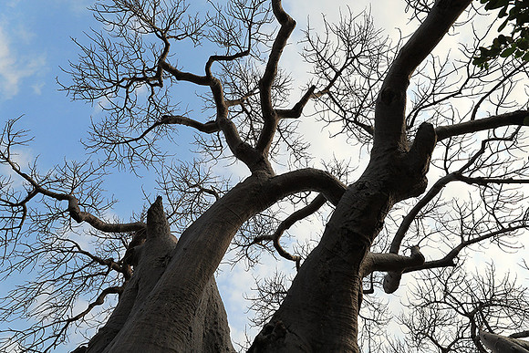 Kurger NP  - South Africa