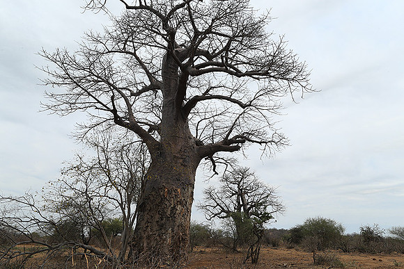 Kurger NP  - South Africa