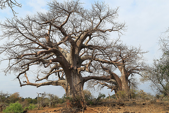 Kurger NP  - South Africa