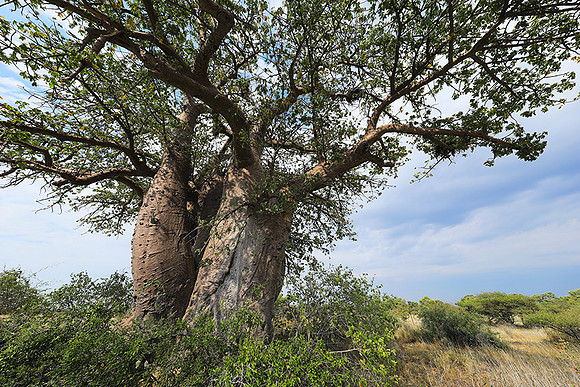 Makgadikgadi - Botswana