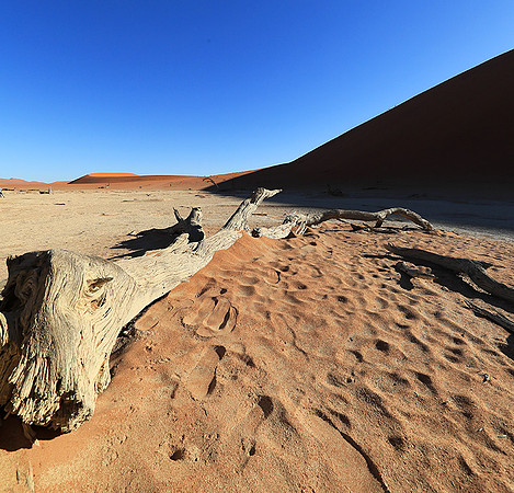 Deadvlei - Namib desert