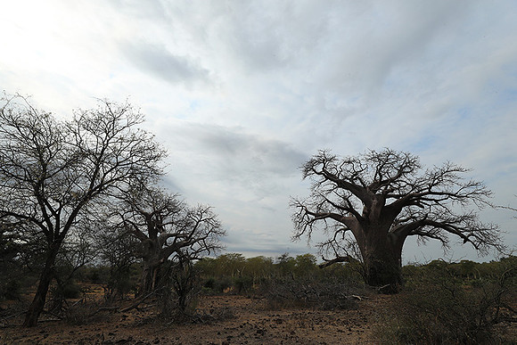 Kurger NP  - South Africa