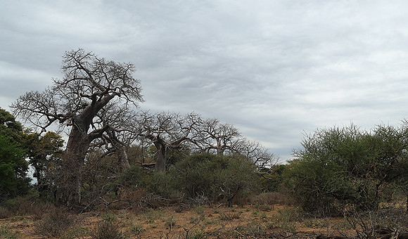 Kurger NP  - South Africa