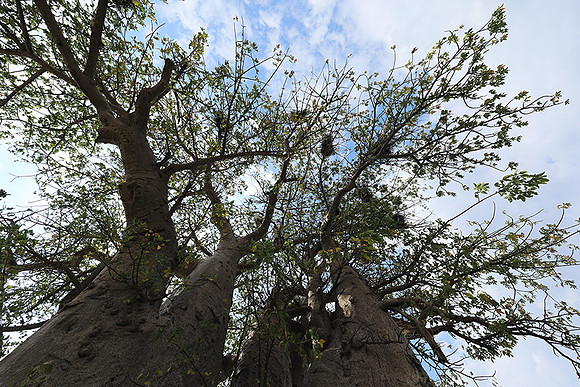 Makgadikgadi - Botswana