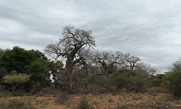 Kurger NP  - South Africa
