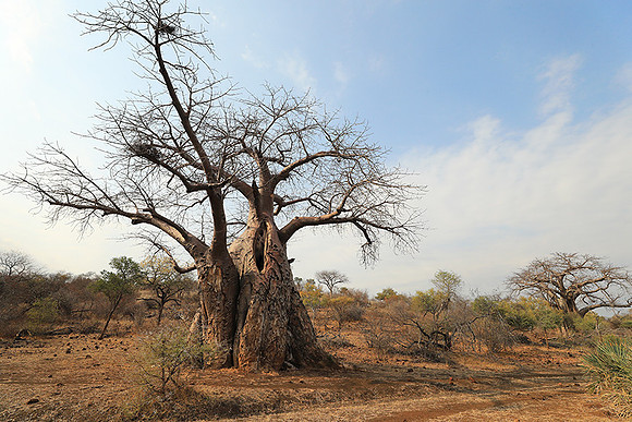 Kurger NP  - South Africa