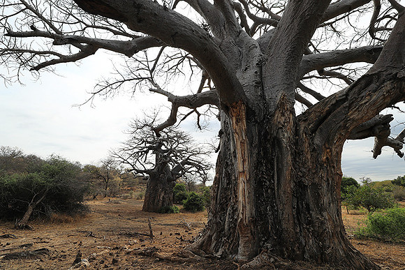 Kurger NP  - South Africa