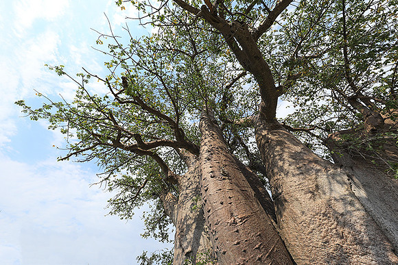 Makgadikgadi - Botswana