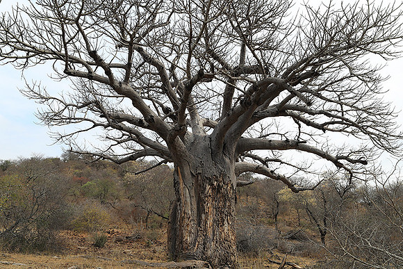 Kurger NP  - South Africa