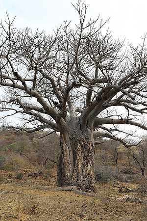 Kurger NP  - South Africa