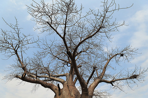 Kurger NP  - South Africa
