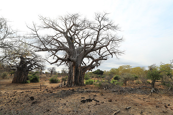 Kurger NP  - South Africa