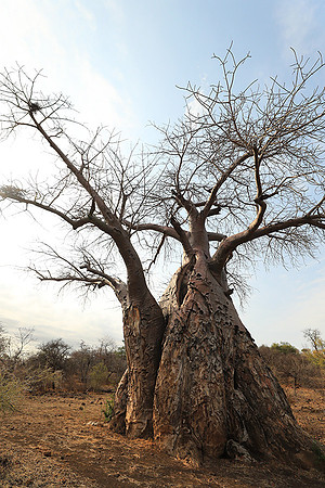 Kurger NP  - South Africa