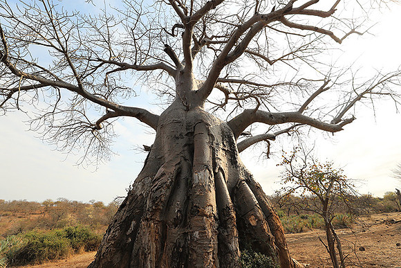 Kurger NP  - South Africa