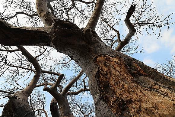 Kurger NP  - South Africa