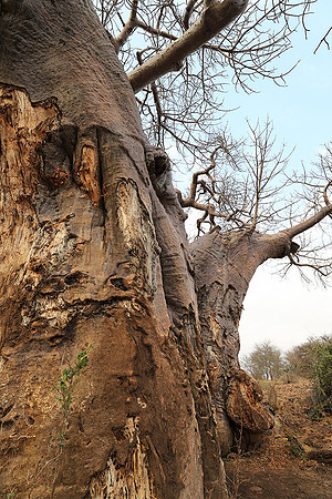 Kurger NP  - South Africa