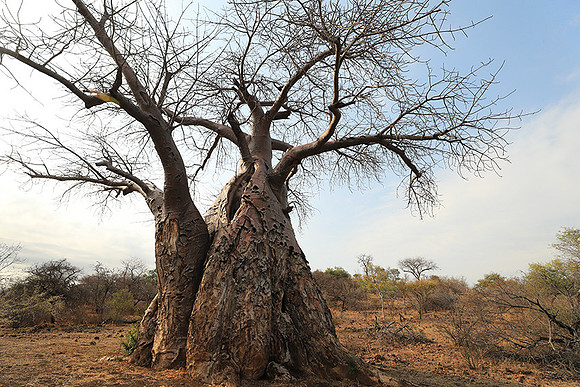 Kurger NP  - South Africa