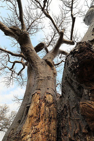 Kurger NP  - South Africa
