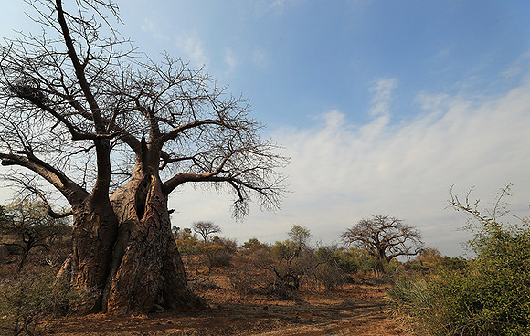 Kurger NP  - South Africa