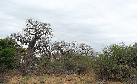 Kurger NP  - South Africa